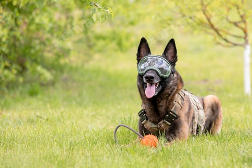 Preview: Belgian Shepherd wearing a camouflage jacket and goggles lays on the grass with a ball in his mouth.