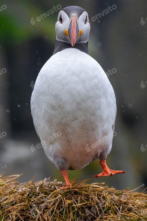 Preview: Close-up of a puffin standing on one leg on a grassy cliff, with a blurred natural background.