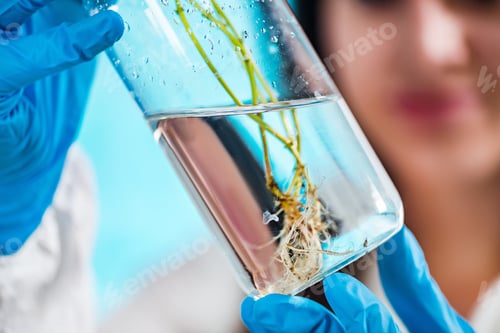 Preview: Biologist Examining Plant Roots