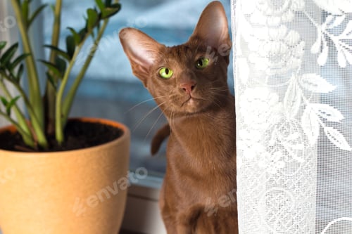 Preview: Portrait of a brown Abyssinian cat. Shallow depth of field, soft focus.