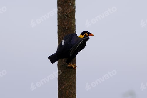 Preview: Black hill myna bird with orange beak perching on wood