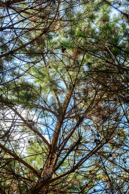 Preview: Looking up in the coniferous forest.