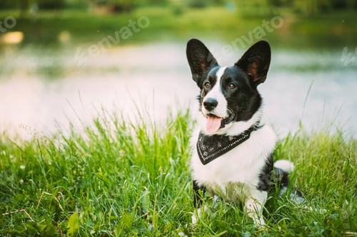 Preview: Funny Cardigan Welsh Corgi Dog Playing In Green Summer Grass At Lake In Park. Welsh Corgi Is A Small
