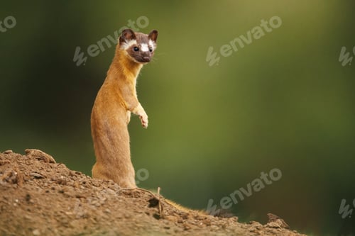 Preview: Cute startled Long-Tailed Weasel outdoors with blurred background