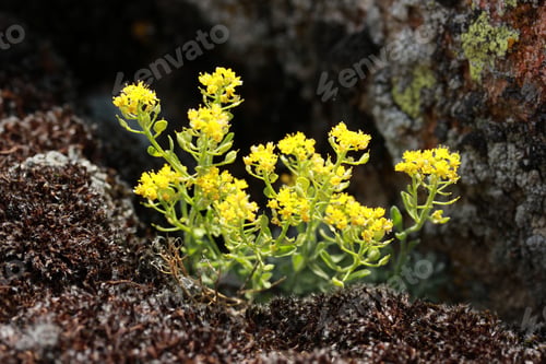 Preview: Flower