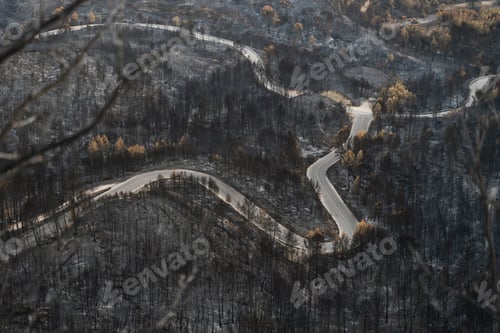 Preview: Road surrounded by burnt forest after wildfire - Climate change natural disaster
