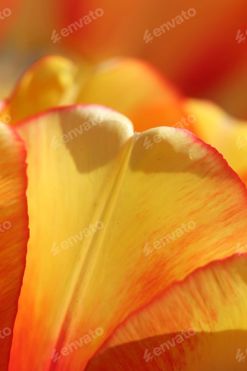 Preview: Tulip