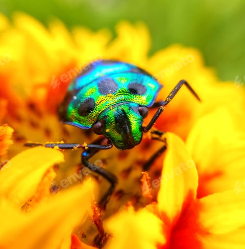 Preview: A Colorful Bug