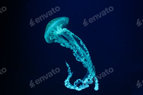 Preview: Jellifish South American Sea Nettle, Chrysaora Plocamia Swimming In Dark Water Of Aquarium