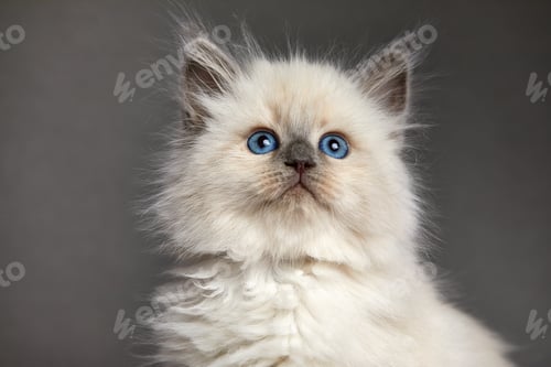 Preview: Cute White kitten with blue eyes portrait. Cat kid animal with interested, question facial face