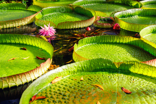 Preview: Close-up Victora Regia Amazonica giant water lily pads