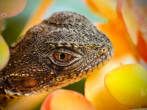 Preview: Posing in the flowers