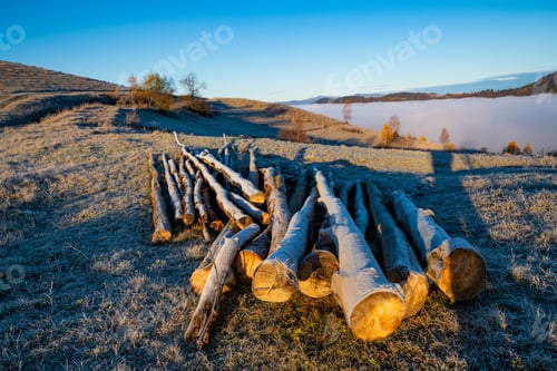 Preview: Felled trees lie on the ground in cold weather in the early morning