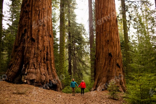 Preview: Two people among giant sequoia trees.