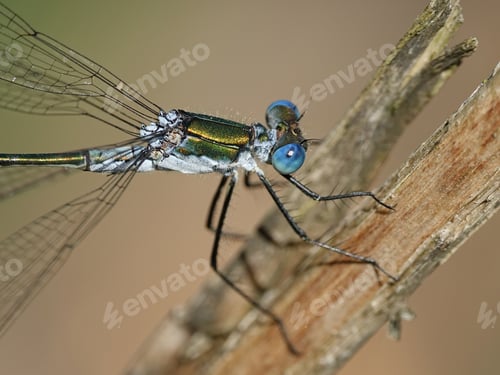 Preview: Emerald damselfly (Lestes sponsa)