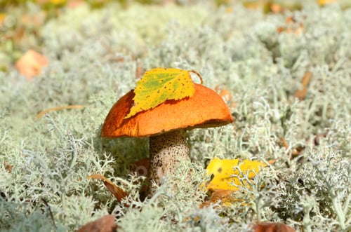 Preview: Mushroom in forest
