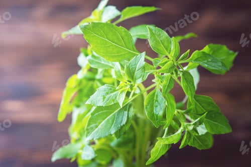Preview: Healthy food. Fresh aromatic basil on a brown wooden background. Macro and close up image. Top view