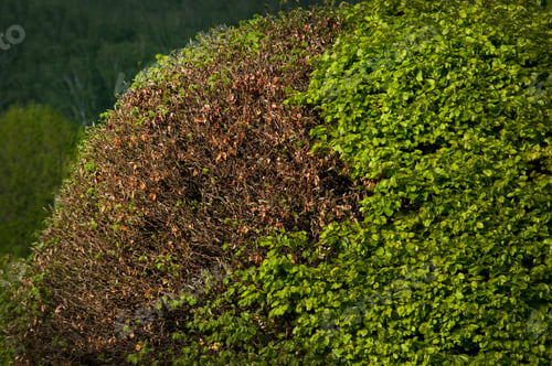 Preview: bush with part of yellowed leaves, unhealthy, mortification of part, living and dead