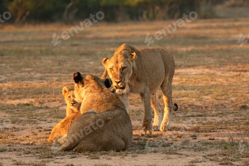 Preview: Lioness with Cubs in the African Savanna