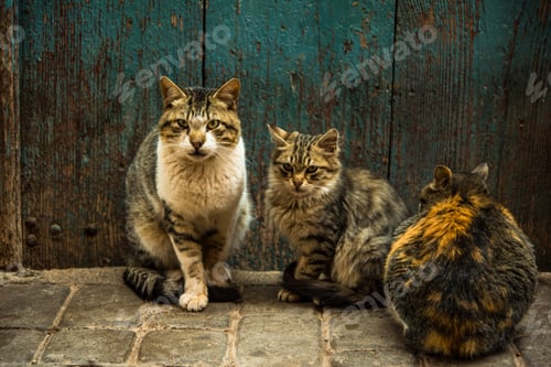 Preview: Group of stray cats at front door in Morocco