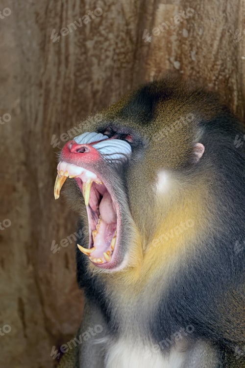 Preview: Close view of angry Mandrill monkey with sharp teeth with tree background, Mandrillus sphinx