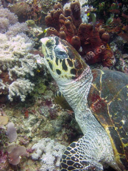 Preview: Vertical closeup shot of a giant sea turtle among coral reef