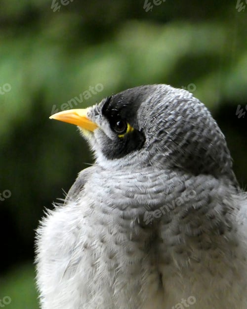 Preview: noisy miner bird against green leaf background