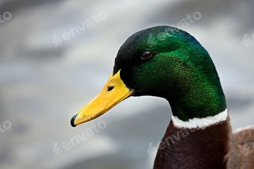 Preview: Mallard duck a portrait