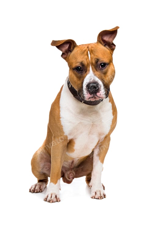 Preview: Tan and White Dog Sitting on White Background