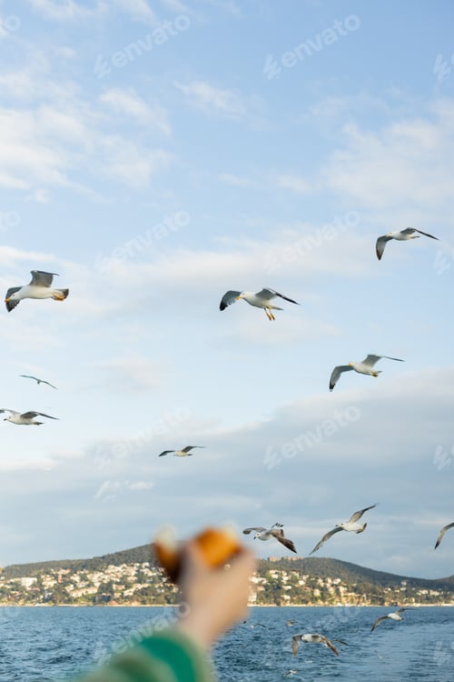 Preview: seagulls flying above sea near blurred and cropped hand of woman with bread