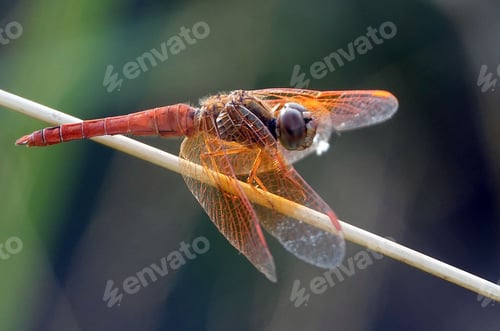 Preview: Closeup shot of Brachythemis contaminata, ditch jewel dragonfly on a plant stem.
