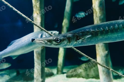 Preview: European Barracuda swimming in an aquarium.