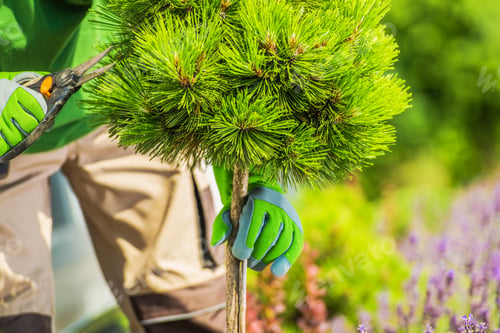 Preview: Garden Trees Pruning