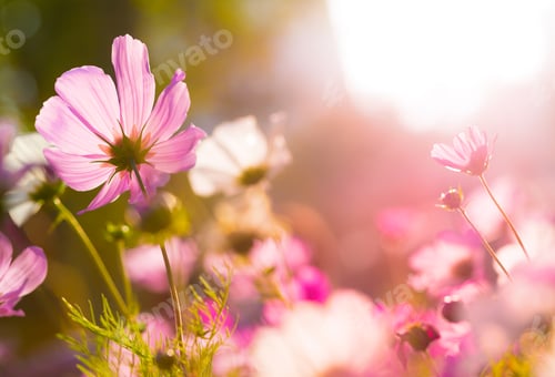 Preview: Cosmos flowers under sunlight