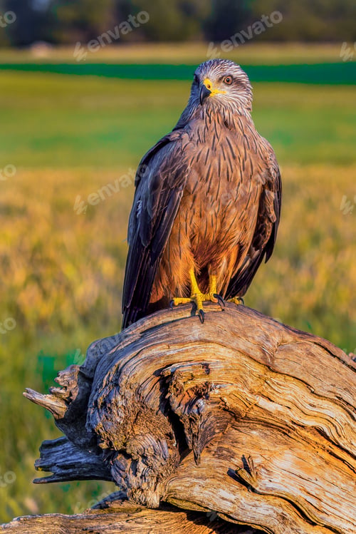 Preview: Black Kite