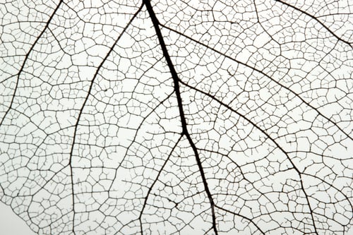 Preview: Macro shot of leaf vein skeleton. Abstract texture background.