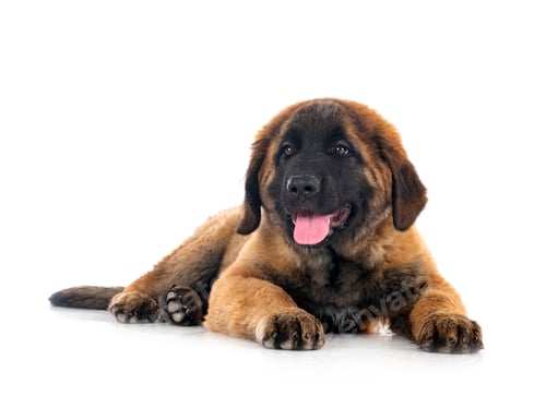 Vista previa: cachorro Leonberger en estudio