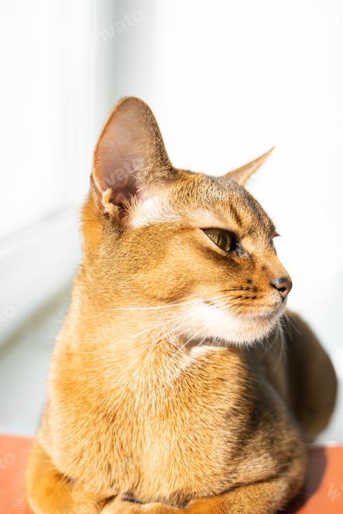 Preview: Smart cat lying on notebooks. Red kitten of Abyssinian breed sitting on windowsill near window.
