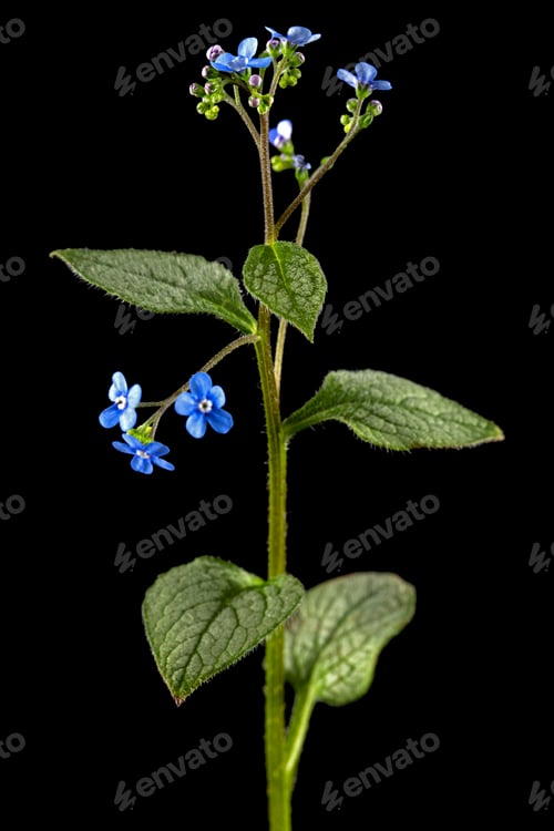 Preview: Blue flower of brunnera, forget-me-not, myosotis, isolated on black background