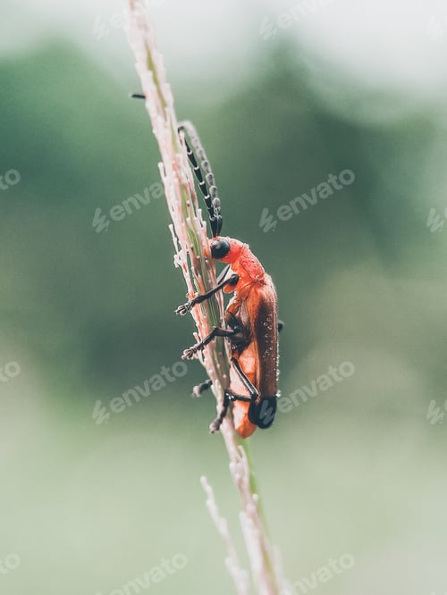 Preview: Rhagonycha fulva, nature background photo