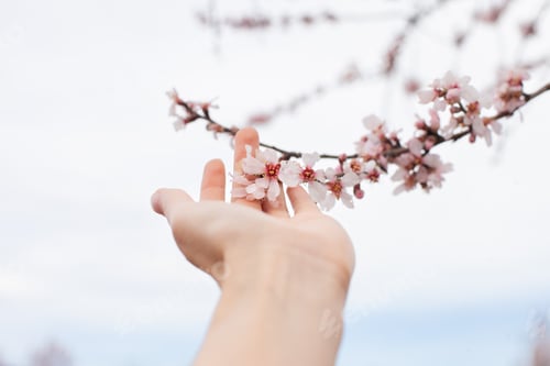 Preview: hand with almond blossoms blooming in spring closeup with sky background