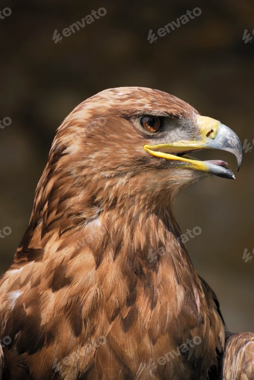 Preview: Eagle
