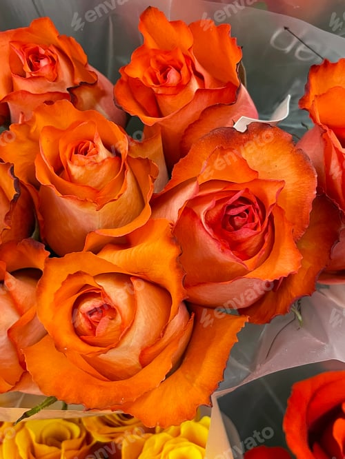 Preview: Roses