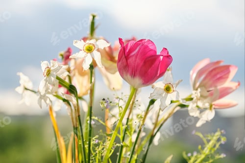 Preview: Bouquet of spring flowers tulips and white daffodils in vase on the window