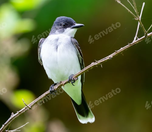 Preview: Close-up of an Eastern kingbird perched on a branch with a blurred green background
