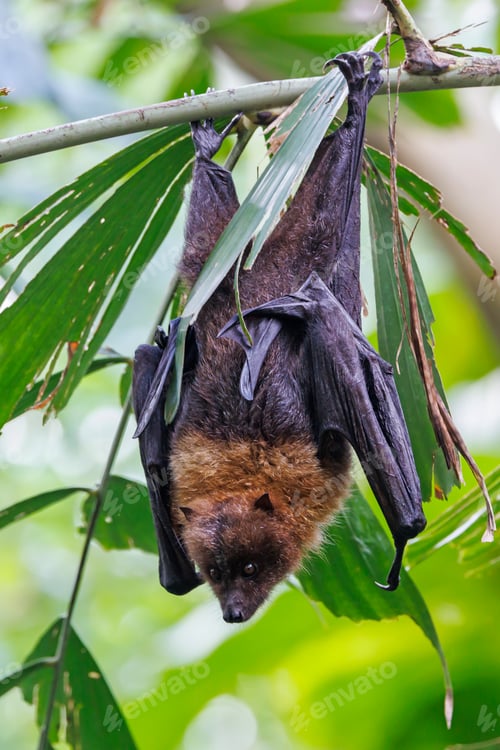 Preview: Old World fruit bat, or flying fox perching on twig