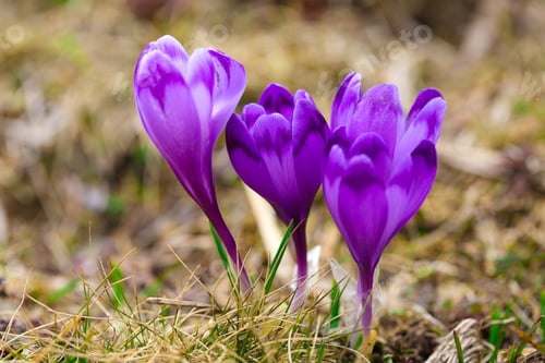 Preview: Purple crocus flowers in snow awakening in spring