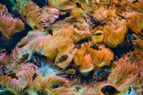 Preview: Picture of clownfish with a blurred background of coral reef