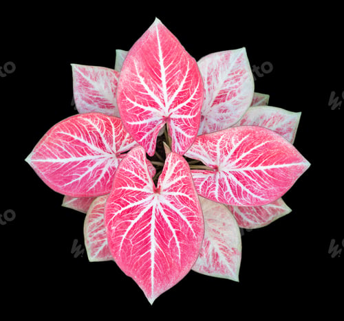 Preview: Beautiful colorful caladium on Black background isolate with clipping path. Queen