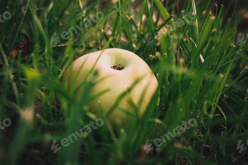 Preview: Green juicy apple lies in the wet grass in the summer under a tree.